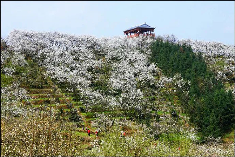 【春天，广西桂林灌阳县向您发出邀请！】我们在灌阳看梨花 - 游山玩水 - 乌海生活社区 - 乌海28生活网 wuhai.28life.net