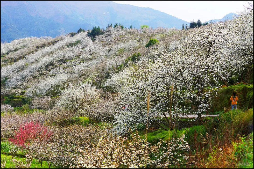 【春天，广西桂林灌阳县向您发出邀请！】我们在灌阳看梨花 - 游山玩水 - 乌海生活社区 - 乌海28生活网 wuhai.28life.net