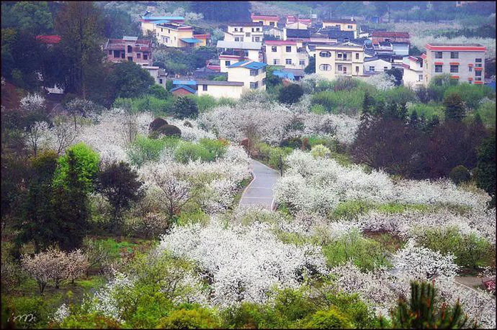 【春天，广西桂林灌阳县向您发出邀请！】我们在灌阳看梨花 - 游山玩水 - 乌海生活社区 - 乌海28生活网 wuhai.28life.net