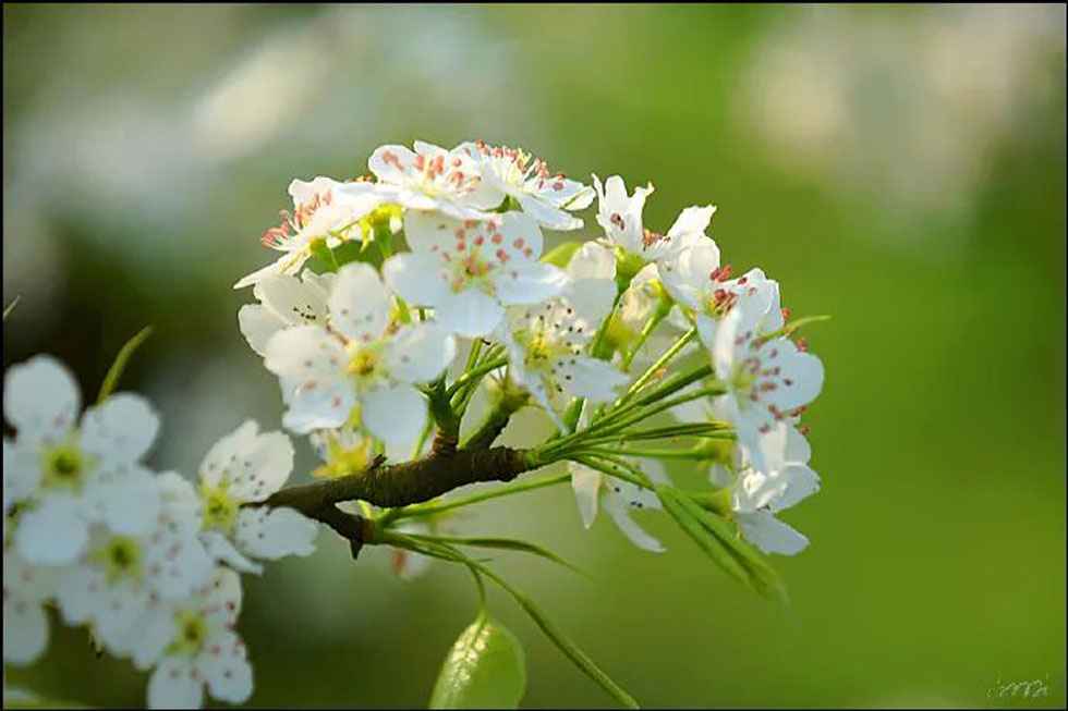 【春天，广西桂林灌阳县向您发出邀请！】我们在灌阳看梨花 - 游山玩水 - 乌海生活社区 - 乌海28生活网 wuhai.28life.net