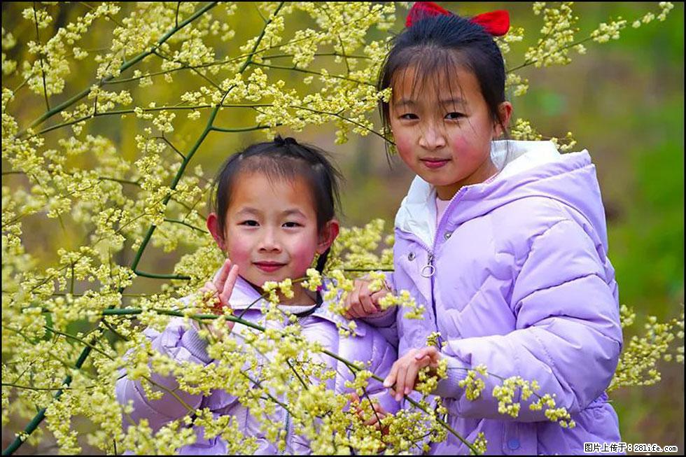 【春天，广西桂林灌阳县向您发出邀请！】米珠山前有片山苍子花在飘香 - 游山玩水 - 乌海生活社区 - 乌海28生活网 wuhai.28life.net