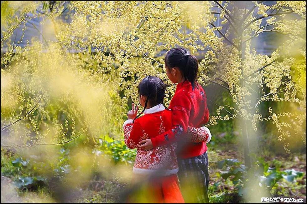 【春天，广西桂林灌阳县向您发出邀请！】米珠山前有片山苍子花在飘香 - 游山玩水 - 乌海生活社区 - 乌海28生活网 wuhai.28life.net