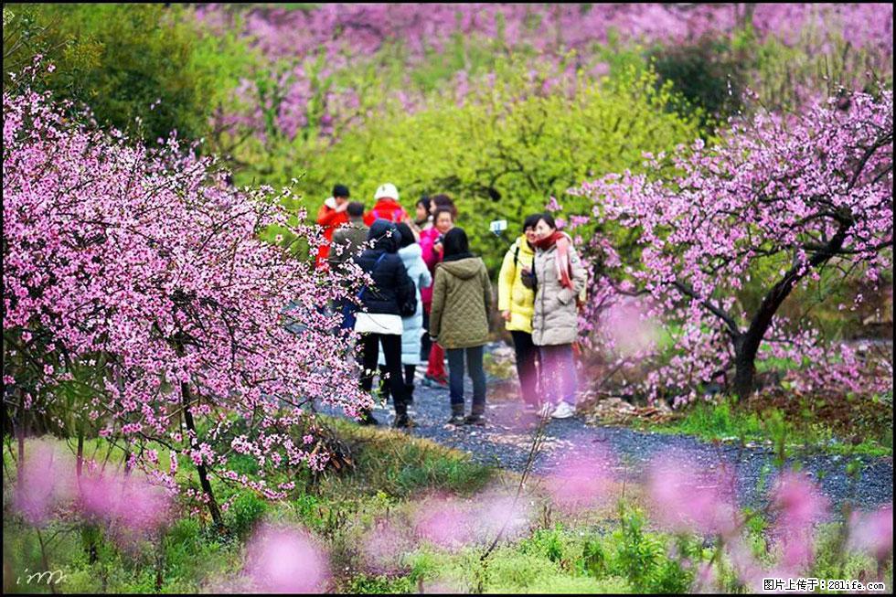 【春天，广西桂林灌阳县向您发出邀请！】官庄村有个醉美的桃花园 - 游山玩水 - 乌海生活社区 - 乌海28生活网 wuhai.28life.net