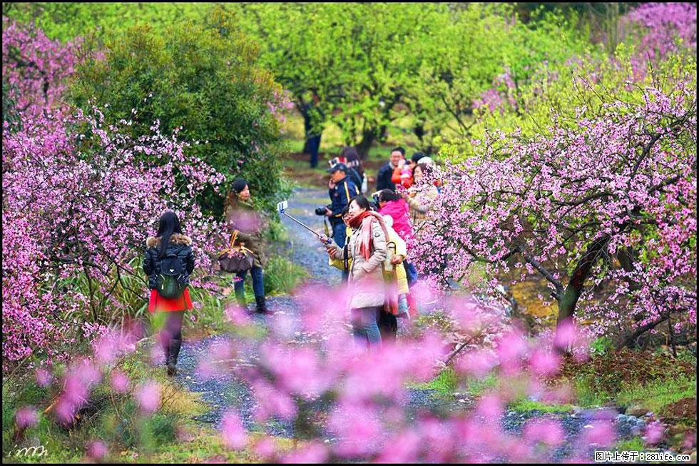【春天，广西桂林灌阳县向您发出邀请！】官庄村有个醉美的桃花园 - 游山玩水 - 乌海生活社区 - 乌海28生活网 wuhai.28life.net