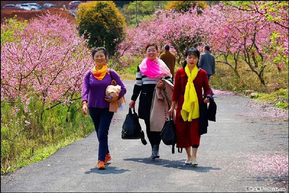 【春天，广西桂林灌阳县向您发出邀请！】官庄村有个醉美的桃花园 - 游山玩水 - 乌海生活社区 - 乌海28生活网 wuhai.28life.net