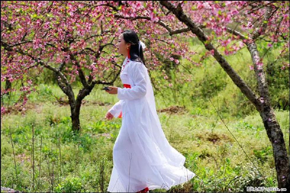 【春天，广西桂林灌阳县向您发出邀请！】官庄村有个醉美的桃花园 - 游山玩水 - 乌海生活社区 - 乌海28生活网 wuhai.28life.net