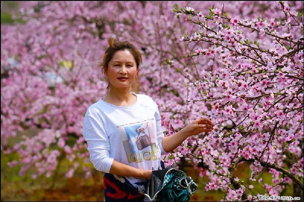 【春天，广西桂林灌阳县向您发出邀请！】官庄村有个醉美的桃花园 - 游山玩水 - 乌海生活社区 - 乌海28生活网 wuhai.28life.net