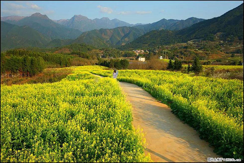 【春天，广西桂林灌阳县向您发出邀请！】长坪村油菜盛情花开 - 游山玩水 - 乌海生活社区 - 乌海28生活网 wuhai.28life.net