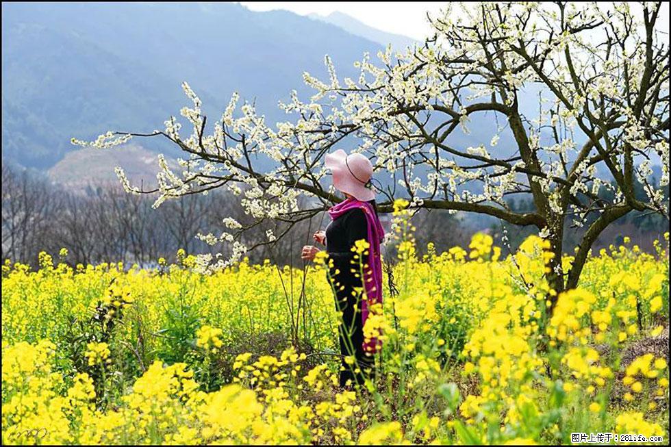 【春天，广西桂林灌阳县向您发出邀请！】长坪村油菜盛情花开 - 游山玩水 - 乌海生活社区 - 乌海28生活网 wuhai.28life.net