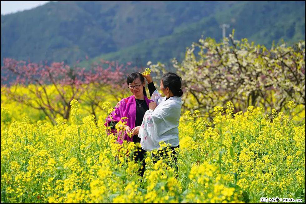 【春天，广西桂林灌阳县向您发出邀请！】长坪村油菜盛情花开 - 游山玩水 - 乌海生活社区 - 乌海28生活网 wuhai.28life.net