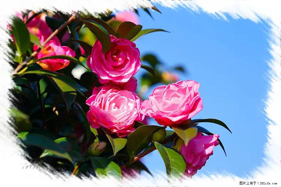 【春天，广西桂林灌阳县向您发出邀请！】杨柳井茶花惹人爱 - 游山玩水 - 乌海生活社区 - 乌海28生活网 wuhai.28life.net
