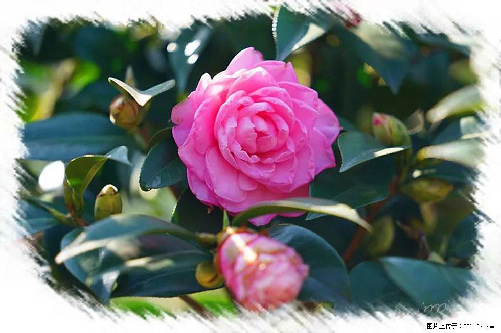 【春天，广西桂林灌阳县向您发出邀请！】杨柳井茶花惹人爱 - 游山玩水 - 乌海生活社区 - 乌海28生活网 wuhai.28life.net