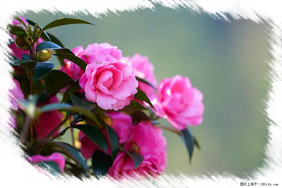 【春天，广西桂林灌阳县向您发出邀请！】杨柳井茶花惹人爱 - 游山玩水 - 乌海生活社区 - 乌海28生活网 wuhai.28life.net