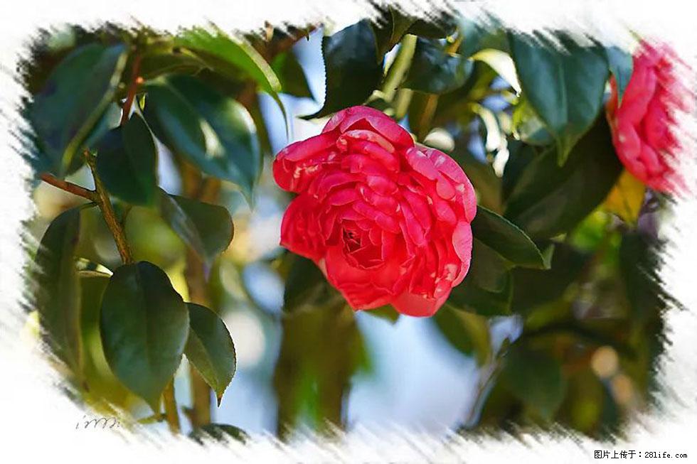 【春天，广西桂林灌阳县向您发出邀请！】杨柳井茶花惹人爱 - 游山玩水 - 乌海生活社区 - 乌海28生活网 wuhai.28life.net