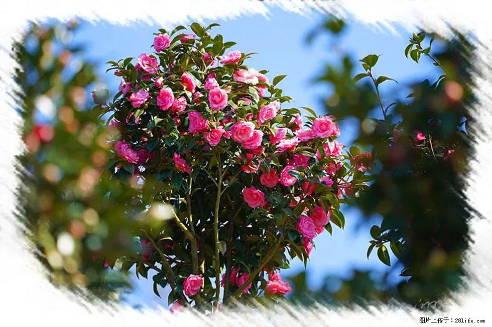 【春天，广西桂林灌阳县向您发出邀请！】杨柳井茶花惹人爱 - 游山玩水 - 乌海生活社区 - 乌海28生活网 wuhai.28life.net