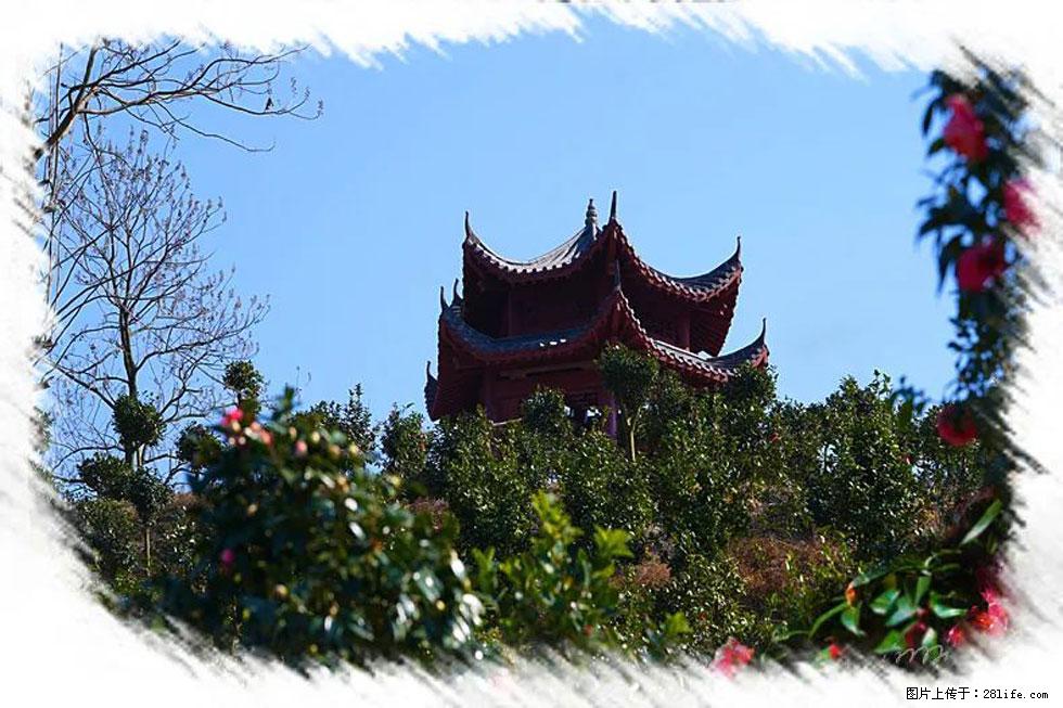 【春天，广西桂林灌阳县向您发出邀请！】杨柳井茶花惹人爱 - 游山玩水 - 乌海生活社区 - 乌海28生活网 wuhai.28life.net
