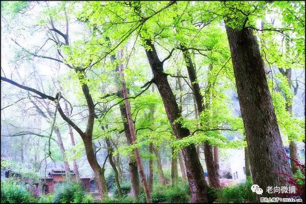 【春天，广西桂林灌阳县向您发出邀请！】在小龙村与春天约会 - 游山玩水 - 乌海生活社区 - 乌海28生活网 wuhai.28life.net
