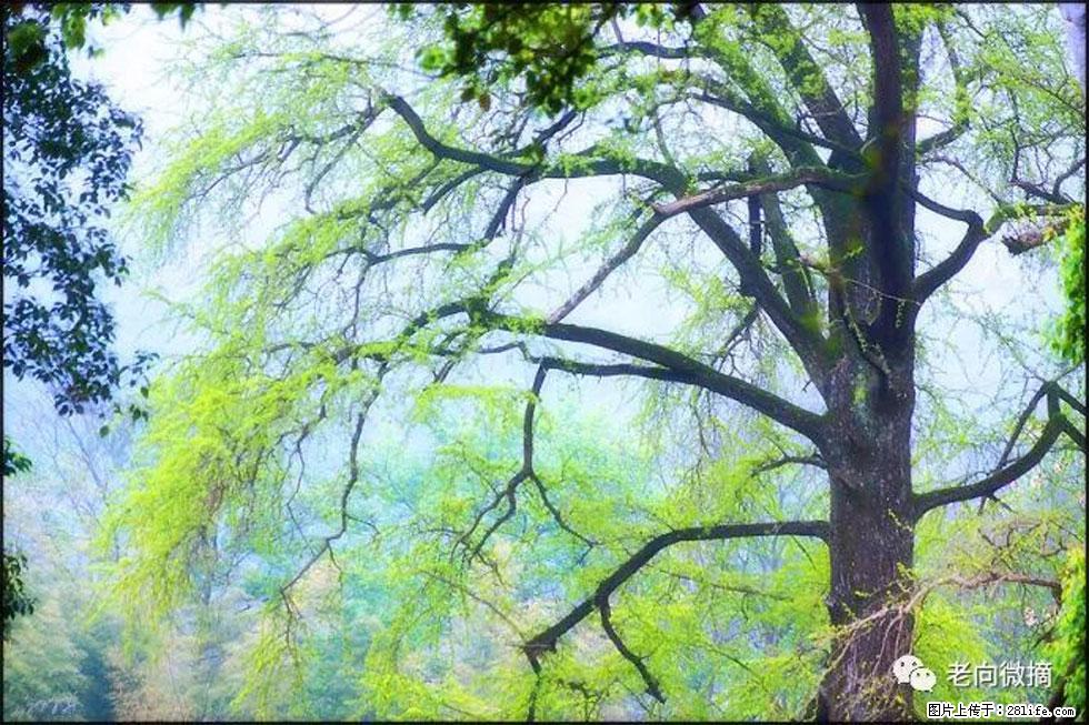 【春天，广西桂林灌阳县向您发出邀请！】在小龙村与春天约会 - 游山玩水 - 乌海生活社区 - 乌海28生活网 wuhai.28life.net