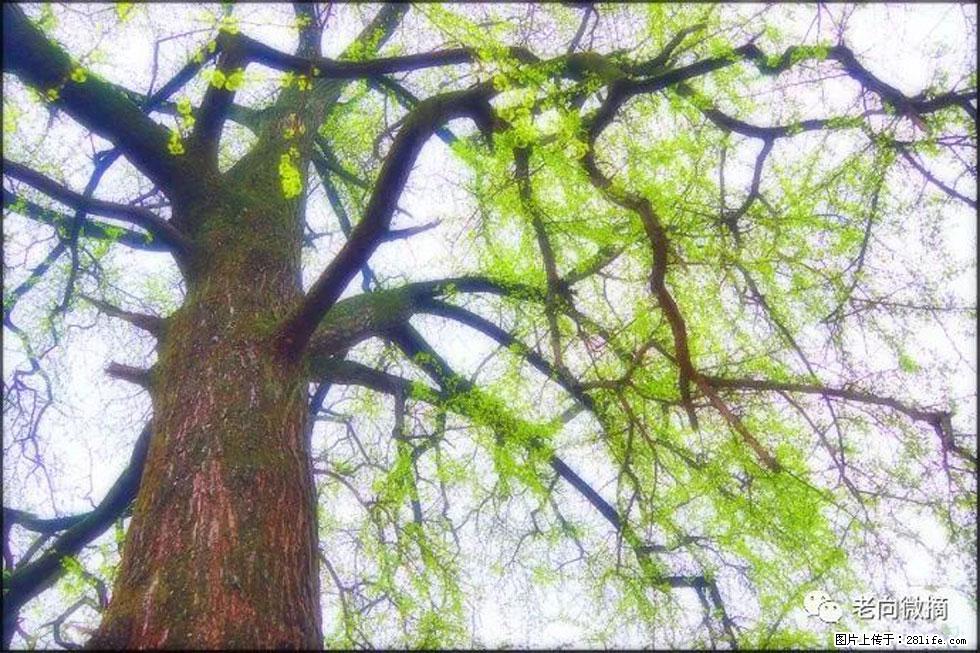 【春天，广西桂林灌阳县向您发出邀请！】在小龙村与春天约会 - 游山玩水 - 乌海生活社区 - 乌海28生活网 wuhai.28life.net