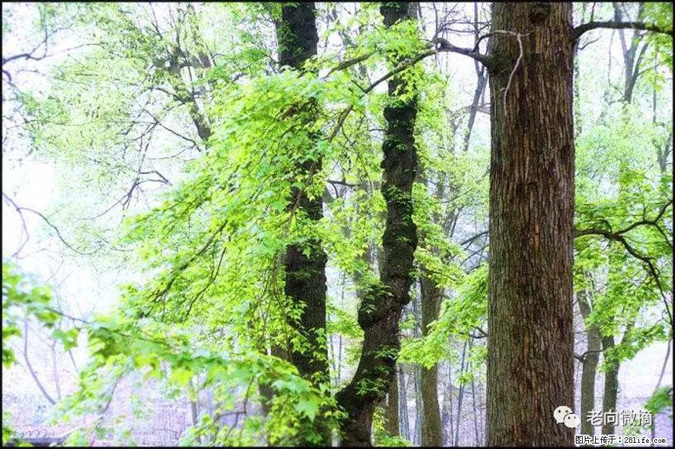 【春天，广西桂林灌阳县向您发出邀请！】在小龙村与春天约会 - 游山玩水 - 乌海生活社区 - 乌海28生活网 wuhai.28life.net