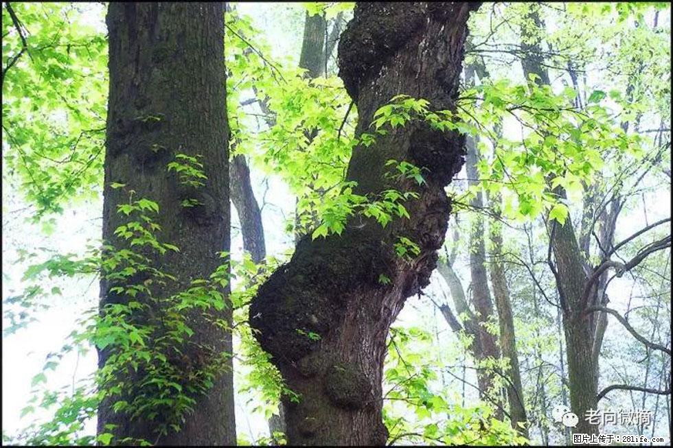 【春天，广西桂林灌阳县向您发出邀请！】在小龙村与春天约会 - 游山玩水 - 乌海生活社区 - 乌海28生活网 wuhai.28life.net