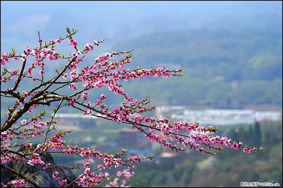 【春天，广西桂林灌阳县向您发出邀请！】望月岭上桃花开 - 游山玩水 - 乌海生活社区 - 乌海28生活网 wuhai.28life.net