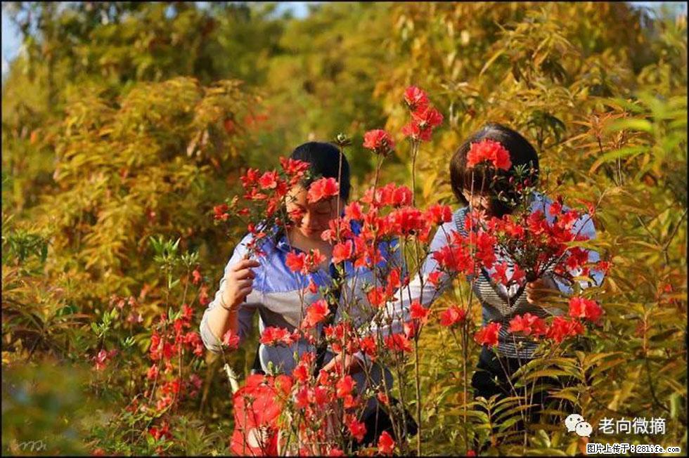 【春天，广西桂林灌阳县向您发出邀请！】登麒麟山，相约映山红 - 游山玩水 - 乌海生活社区 - 乌海28生活网 wuhai.28life.net