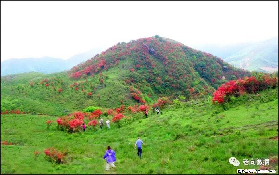 【春天，广西桂林灌阳县向您发出邀请！】宝盖山上映山红 - 游山玩水 - 乌海生活社区 - 乌海28生活网 wuhai.28life.net