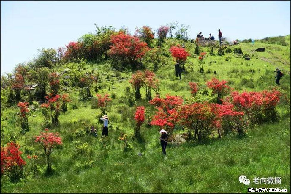 【春天，广西桂林灌阳县向您发出邀请！】宝盖山上映山红 - 游山玩水 - 乌海生活社区 - 乌海28生活网 wuhai.28life.net
