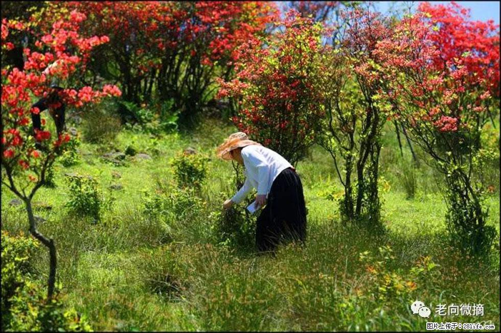 【春天，广西桂林灌阳县向您发出邀请！】宝盖山上映山红 - 游山玩水 - 乌海生活社区 - 乌海28生活网 wuhai.28life.net