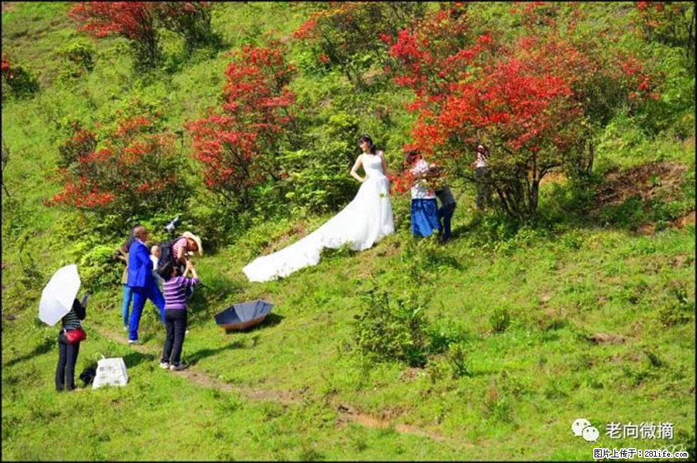 【春天，广西桂林灌阳县向您发出邀请！】宝盖山上映山红 - 游山玩水 - 乌海生活社区 - 乌海28生活网 wuhai.28life.net