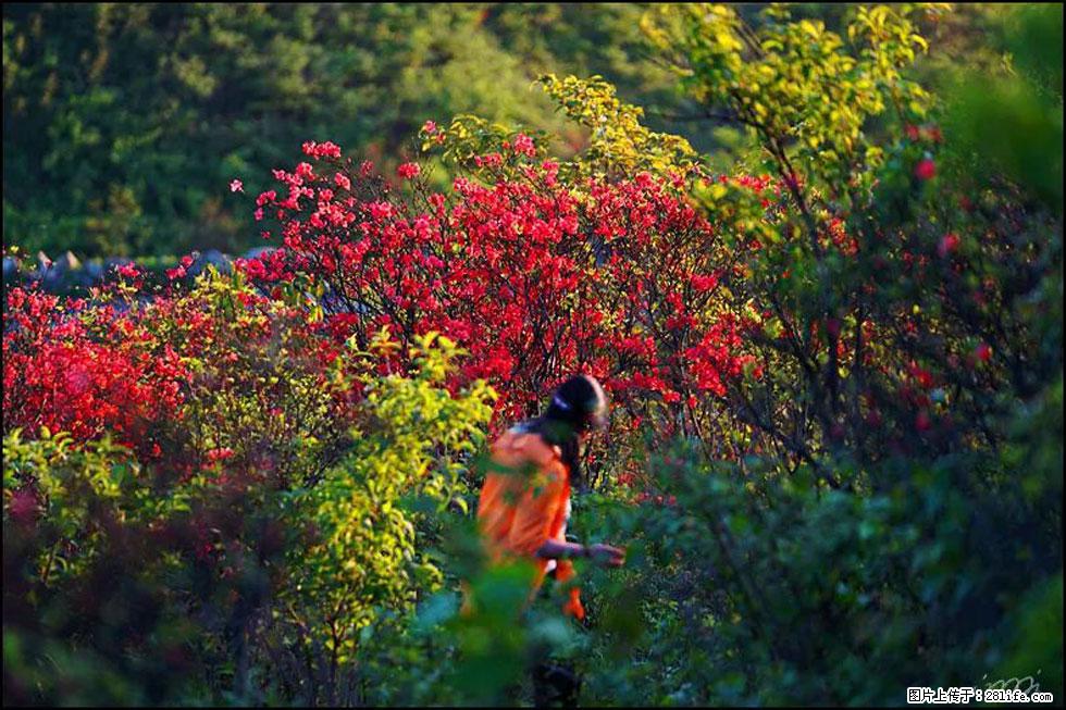 【春天，广西桂林灌阳县向您发出邀请！】春木界上映山红 - 游山玩水 - 乌海生活社区 - 乌海28生活网 wuhai.28life.net