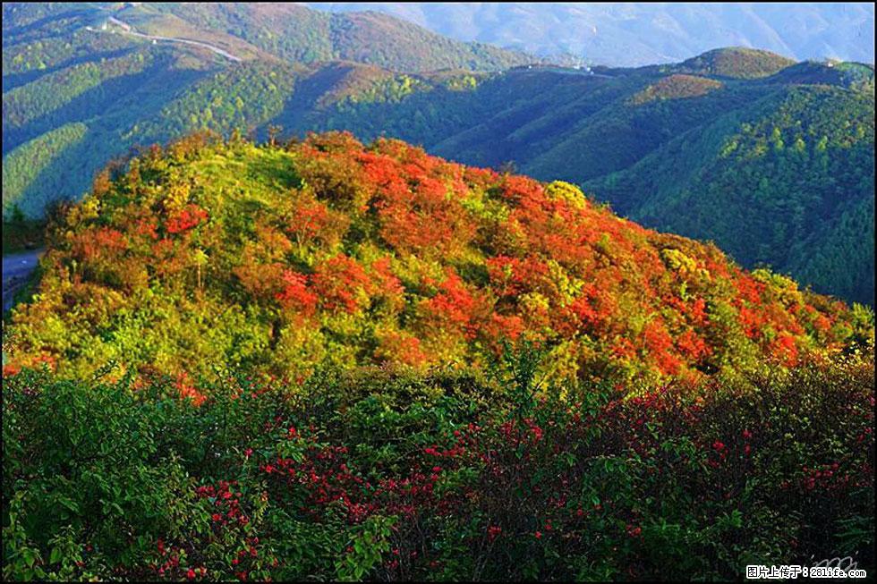 【春天，广西桂林灌阳县向您发出邀请！】春木界上映山红 - 游山玩水 - 乌海生活社区 - 乌海28生活网 wuhai.28life.net