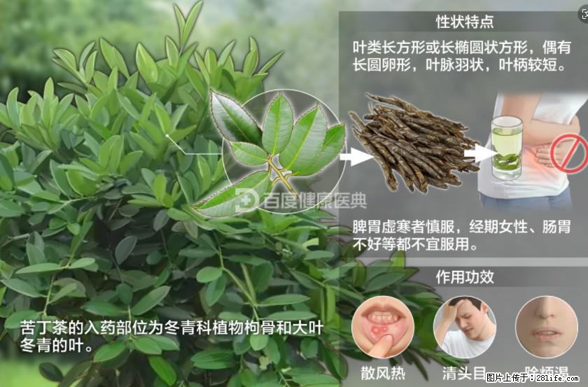 苦丁茶有哪些功效和作用 - 生活百科 - 乌海生活社区 - 乌海28生活网 wuhai.28life.net