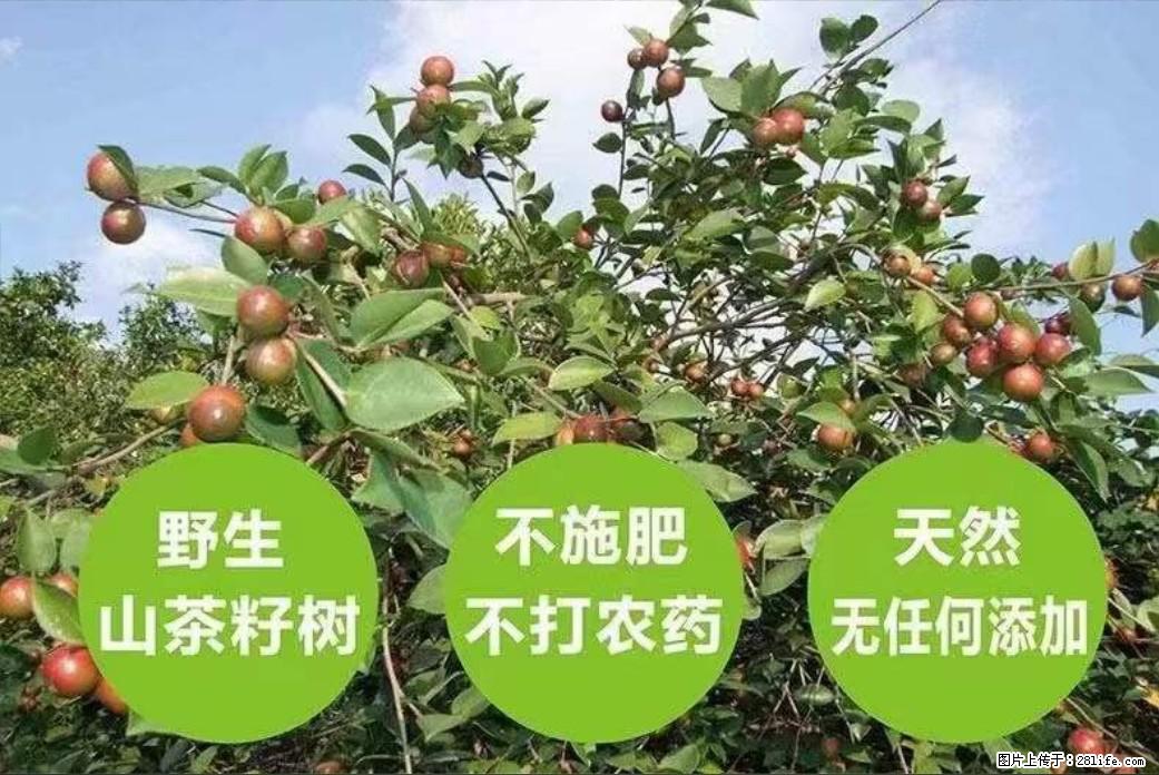【灌阳县油茶产业示范区】一个有着充实的精神生活的人，对待身外之物自会有一种淡泊的态度 - 土特产 - 饮食特产 - 乌海分类信息 - 乌海28生活网 wuhai.28life.net