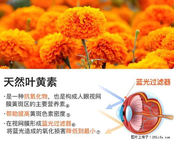 叶黄素有什么功效和作用 - 生活百科 - 乌海生活社区 - 乌海28生活网 wuhai.28life.net