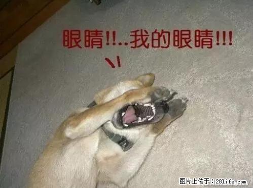 笑癫了！一女的怀孕三年未生，他终于忍不住了... - 娱乐八卦 - 乌海生活社区 - 乌海28生活网 wuhai.28life.net