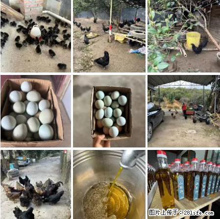 油茶园从小鸡仔开始养起的纯土鸡、土鸡蛋可以预定啦！还有前几天刚榨的纯山茶油哦 - 土特产 - 饮食特产 - 乌海分类信息 - 乌海28生活网 wuhai.28life.net