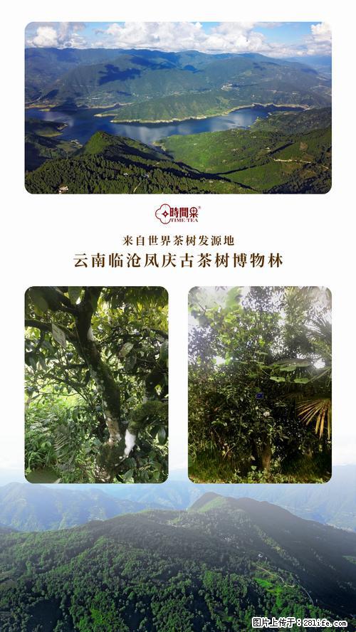 时间果百年古树2025年春红茶 - 购物交流 - 乌海生活社区 - 乌海28生活网 wuhai.28life.net