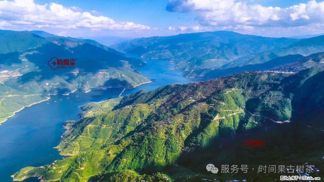 时间果百年古树龙珠普洱生茶 - 购物交流 - 乌海生活社区 - 乌海28生活网 wuhai.28life.net