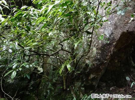 平乐石崖茶，珍贵仅次于金花茶 - 乌海生活资讯 - 乌海28生活网 wuhai.28life.net