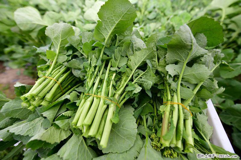 这些蔬菜是“天然钙片”，这6种被医生重点推荐 - 乌海生活资讯 - 乌海28生活网 wuhai.28life.net